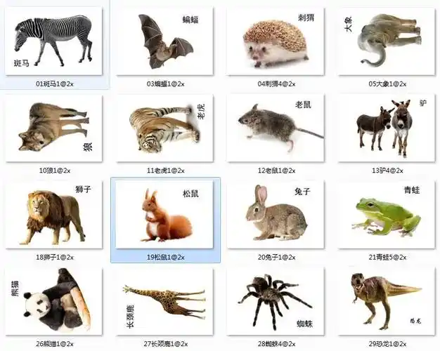 动物类学龄前闪卡儿童认知自闭症识字名词aba训练玩具挂图