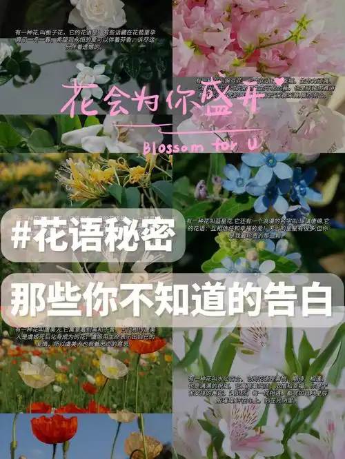 花语寓意|你收到过几束告白?