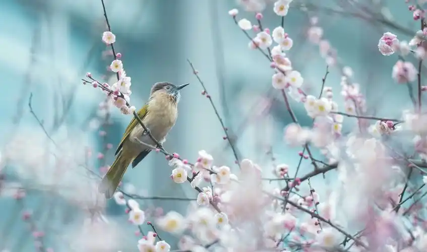 绿色的春天,鸟语花香,我爱春天.