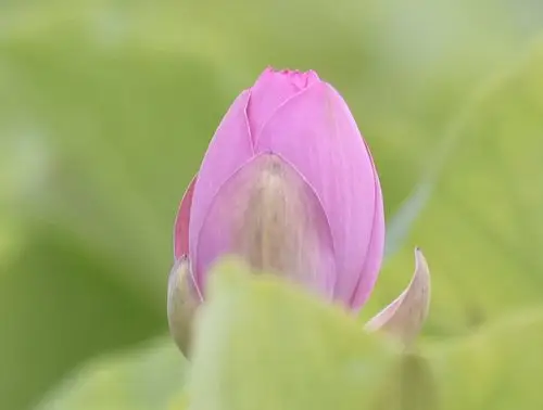 净化灵魂的荷花.