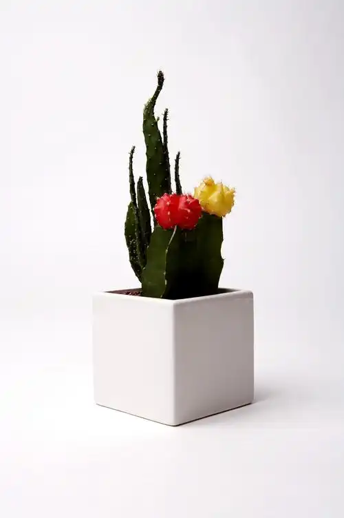 家居盆栽图片 第36张 尺寸:1449x2180 (天堂图片网)