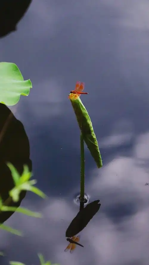小荷才露尖尖角,早有蜻蜓立上头～ 大概心如止水就是这种感觉吧.