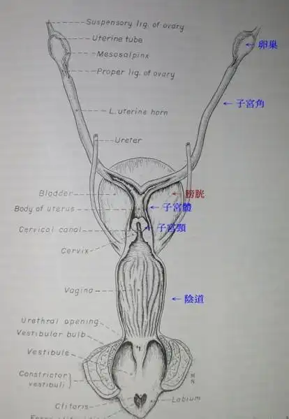 [宠物疾病]母狗容易得到子宫蓄脓所以应该结扎?