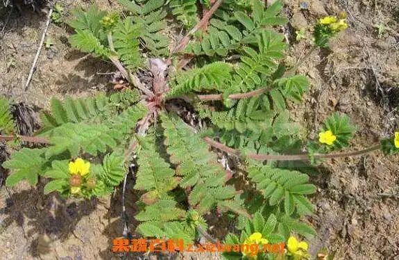 翻白草的功效与作用翻白草泡水喝的功效