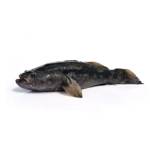 【产地直发】松湖鲜活笋壳鱼850-1000g/条【行情 报价 价格 评测 特价