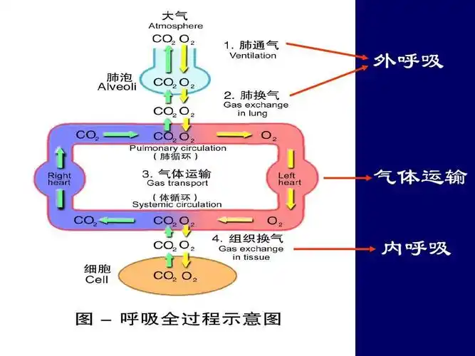 免费文档 所有分类 医药卫生 基础医学 生理学-呼吸上一页第4页 下一