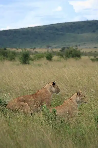 非洲草原上的雌狮