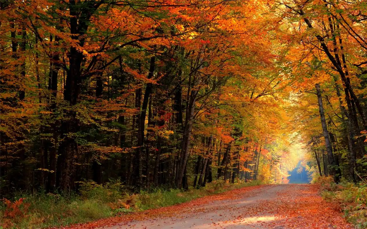 深秋唯美枫树林高清美丽自然风光桌面壁纸(三)