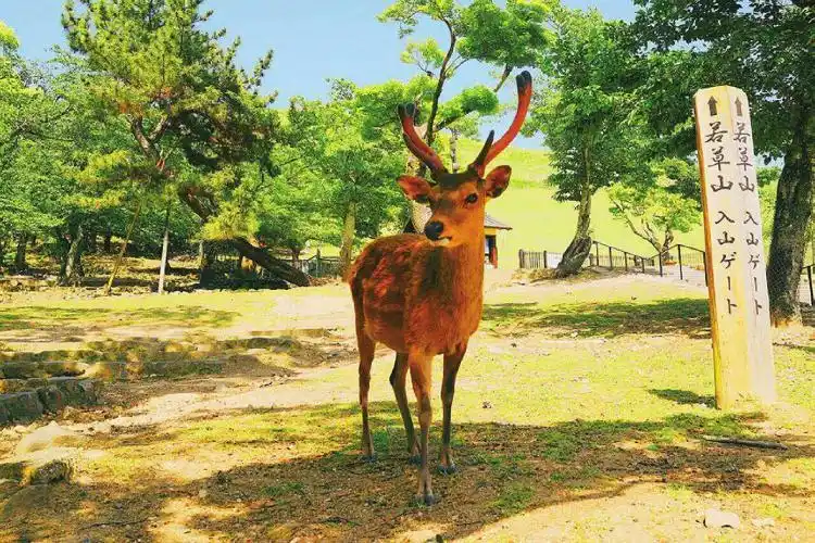 日本自由行,在奈良公园喂食梅花鹿有哪些特别注意事项?