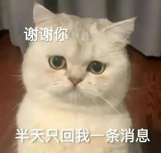 萌宠猫咪回消息呆萌可爱gif动图_动态图_表情包下载_soogif