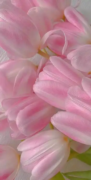 花朵图片唯美小清新【花朵图片ins风】