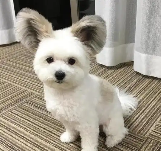 不同类型的"狗耳朵",很有意思,你家狗是哪种?