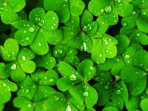 谈谈四叶草与时尚饰品|爱情|叶子|项链|幸运草_网易订阅