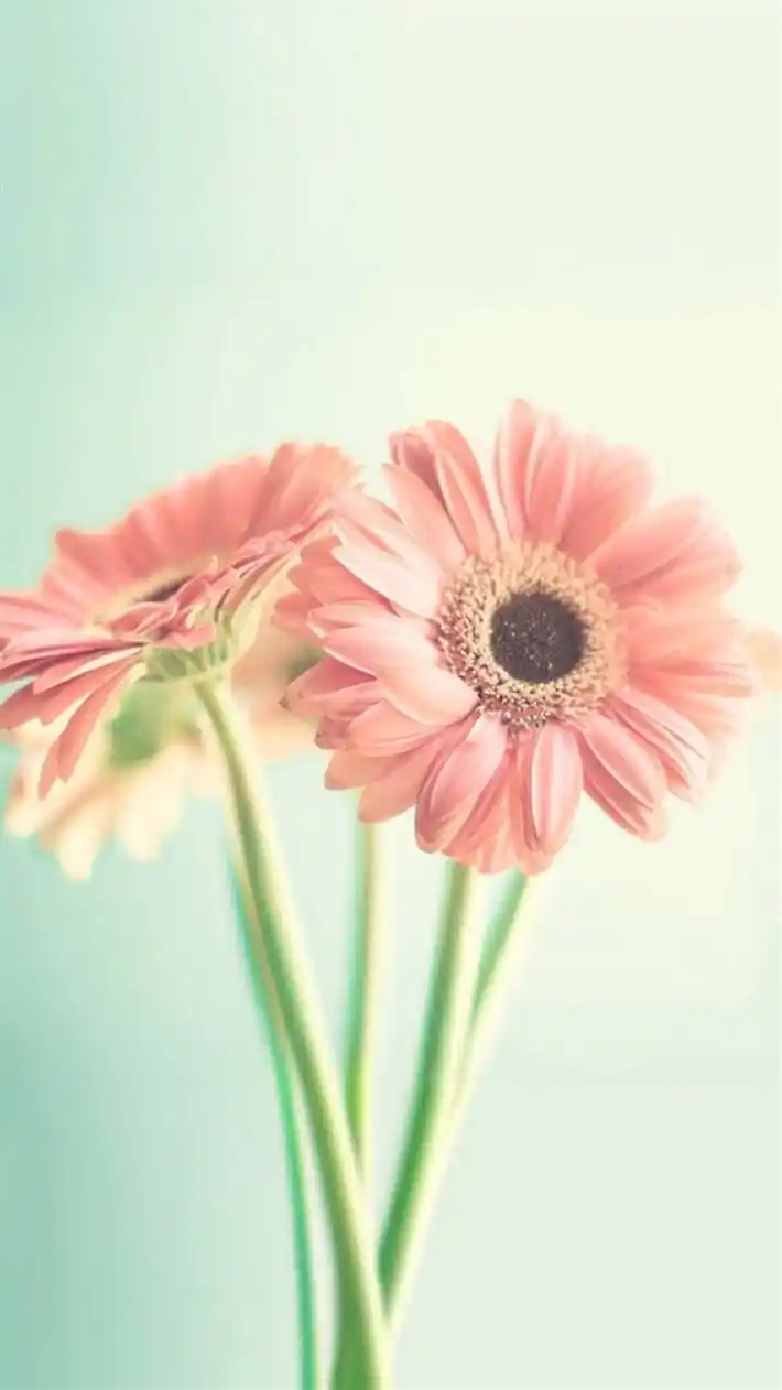 小清新唯美植物图片wp壁纸下载