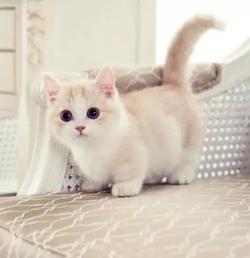 这些萌萌哒的小动物太可爱了可爱又萌的小动物