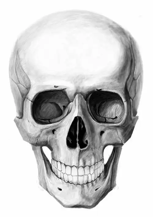 素描骷髅作品(图5)