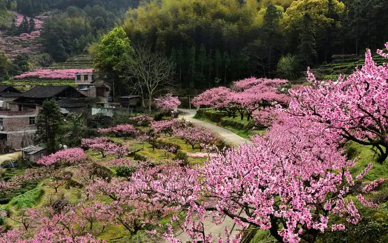 桃花山里桃花艳