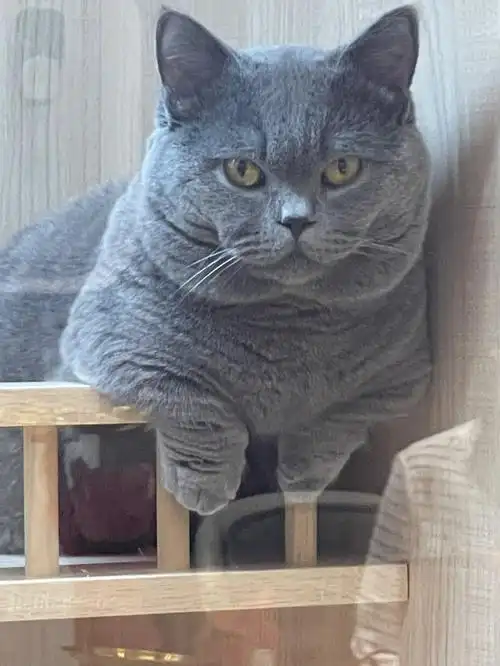 萝卜胖萝卜壮蓝猫个个都肥胖