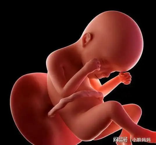 从1个月到10个月,你的胎宝宝经历了这些变化,孕妈都知道吗|胎儿|怀孕