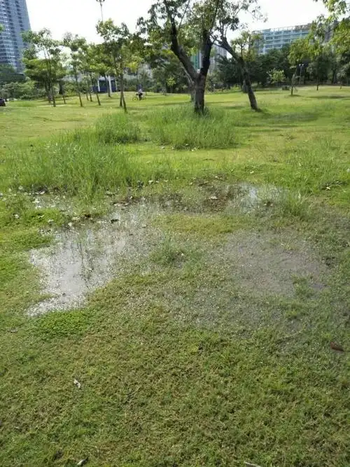 草坪积水