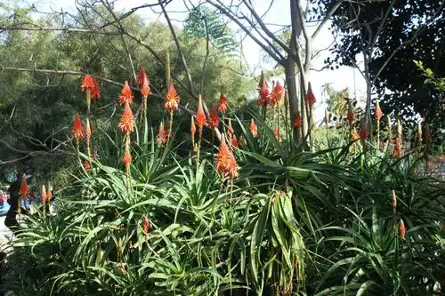 百花园(113)木立芦荟