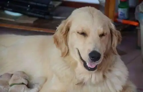 以前金毛很严肃,最近常常笑的合不拢嘴,主人看到心疼