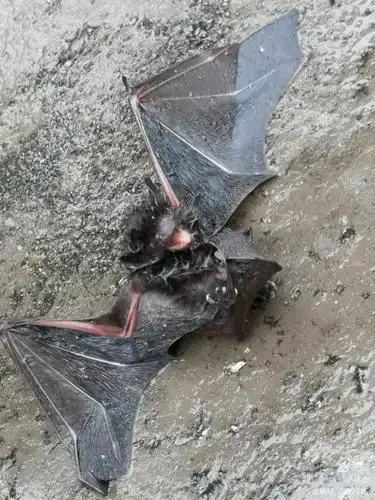 蝙蝠的样子~丑~挺吓人