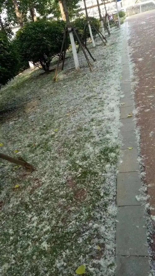 其它 杨柳絮杨 柳 絮 春风杨柳万千条, 入夏吐絮惹人恼.