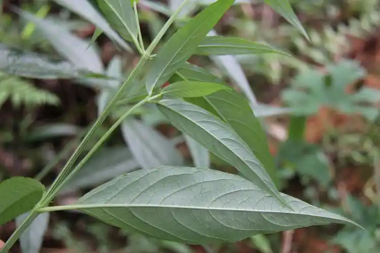 庆元植物1269苋科牛膝属柳叶牛膝原变型