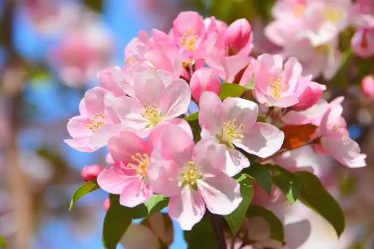 漂亮的北美海棠花原创拍摄