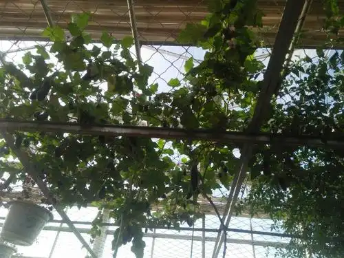 这是茄子树,无土生长,放在水里就能养.真神奇.