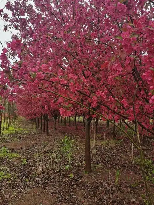 绚丽海棠图片(日本海棠花图片)