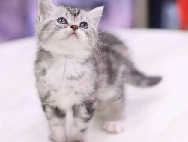 美国短毛猫