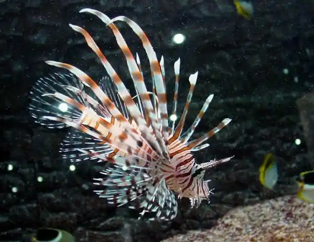 孔雀鱼——世界上最漂亮的鱼