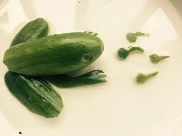 想吃点清淡的做的蔬果创意黄瓜青蛙