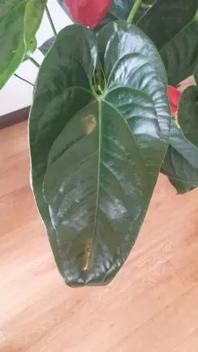 这红掌叶子上为什么会长斑呢?怎么治?