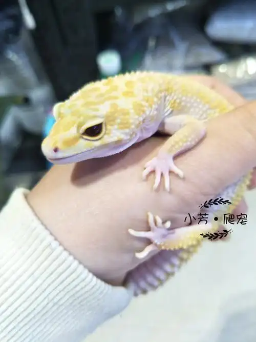包邮 蜥蜴活体入门爬宠爬虫豹纹守宫幼成体另类懒人异宠易养可爱小
