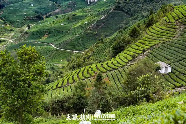 贵州贵定:云雾秋茶采摘忙