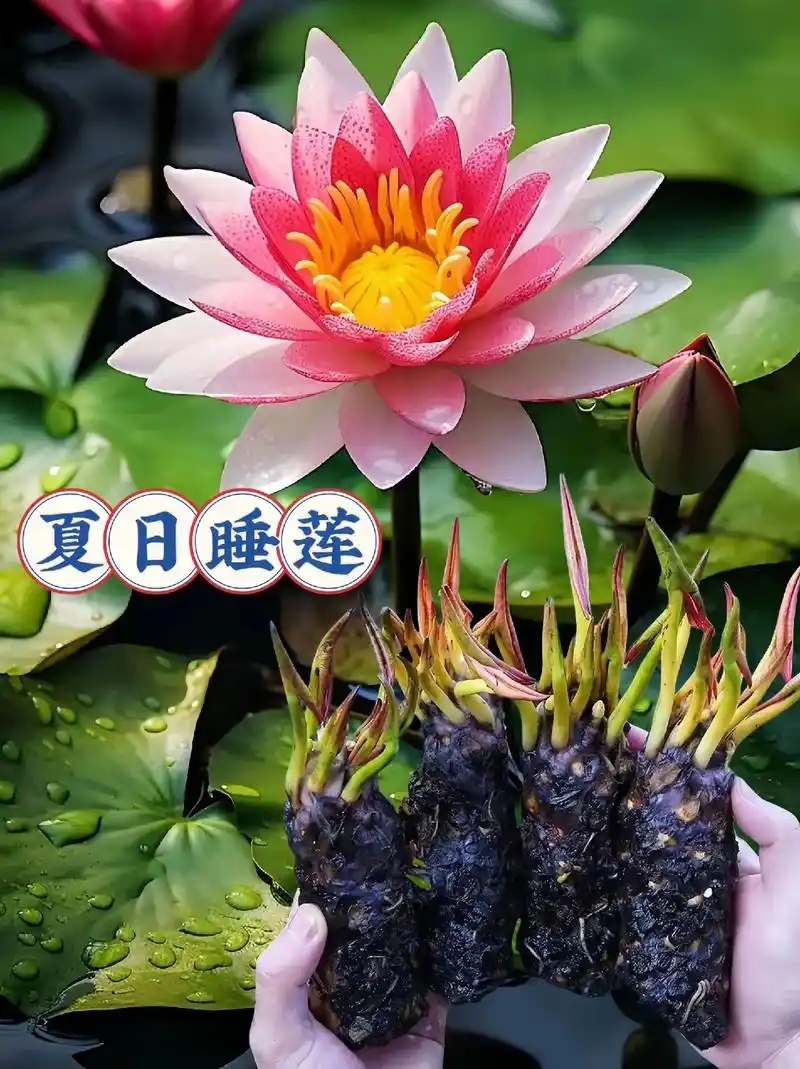 带芽睡莲根茎发货了