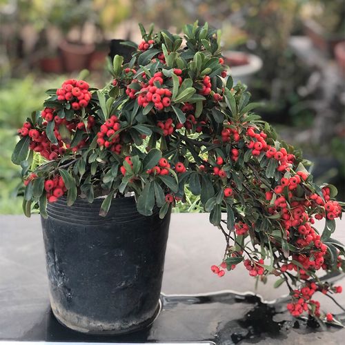 火棘盆景老桩造型带果绿植花卉庭院四季观果植物室内阳台客厅盆栽