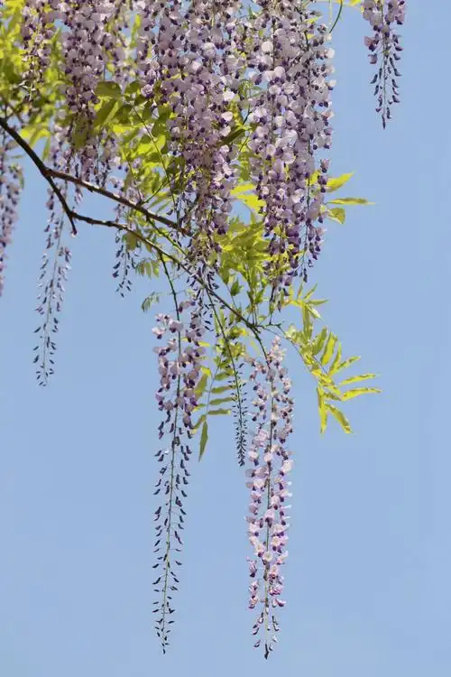 耀光明媚春风暖 微风摇曳话紫藤