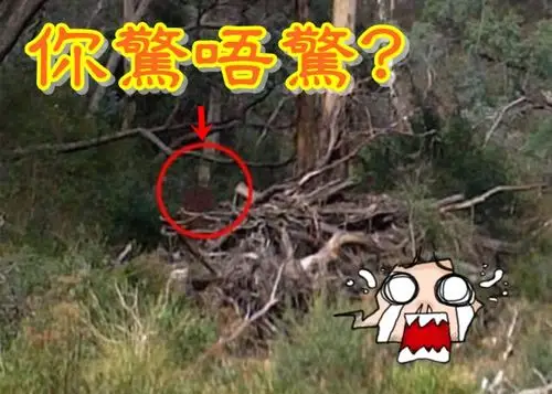 有网民看到照片内有多个鬼影(红圈),信不信由你.