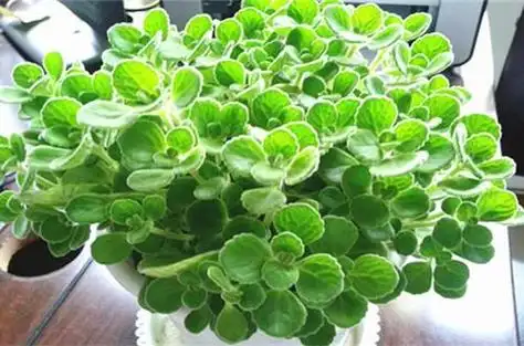 碰碰香也叫绒毛香茶菜,会散发出淡淡的清香,它的叶子肥厚翠绿,四季