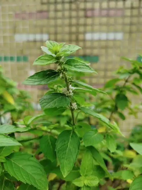 薄荷开花