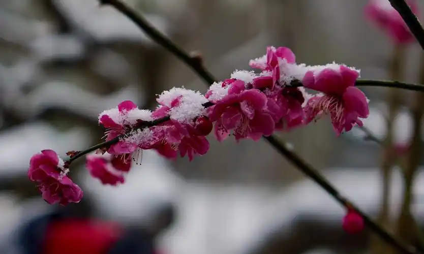 雪中梅花
