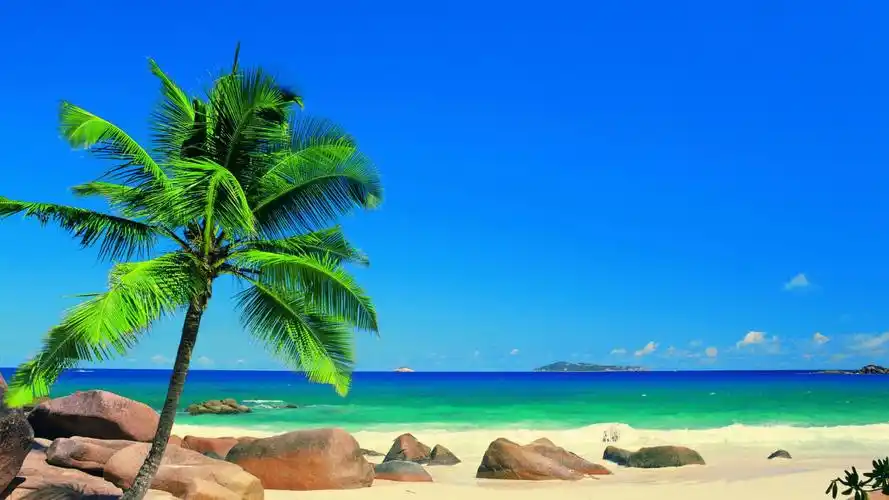 大海蓝天沙滩椰子树摄影壁纸