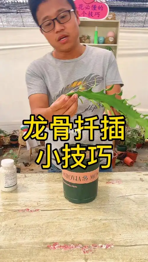 龙骨的扦插小技巧