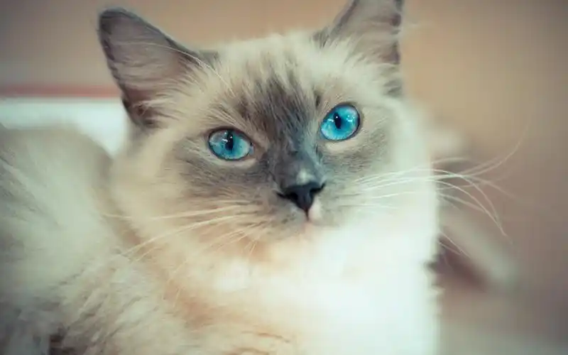 软萌可爱的小猫咪,高清图片,电脑桌面-壁纸族