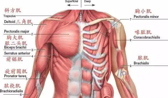 想要打造方形胸肌,你应该这么练!|肌肉|哑铃|上臂|轮廓_网易订阅