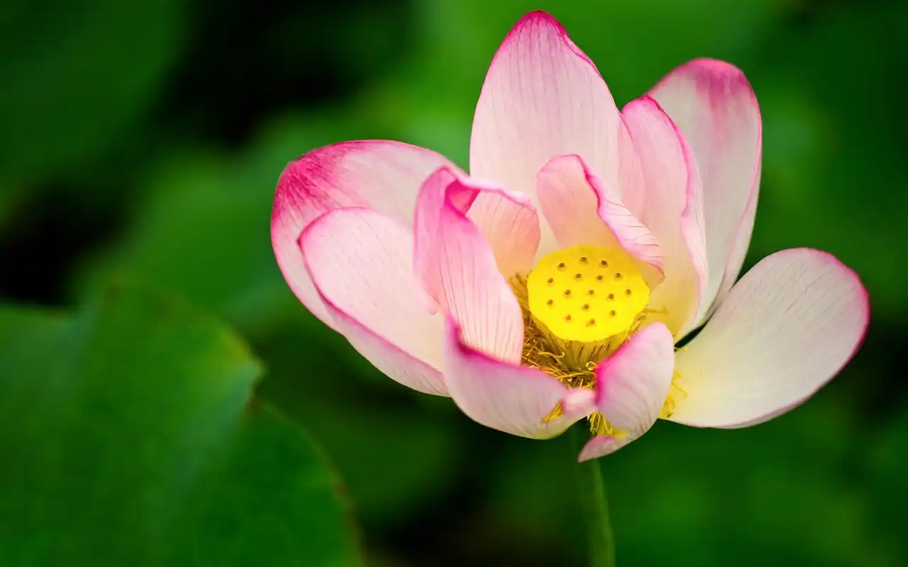 夏季美丽的荷花高清特写图片桌面壁纸 第二辑